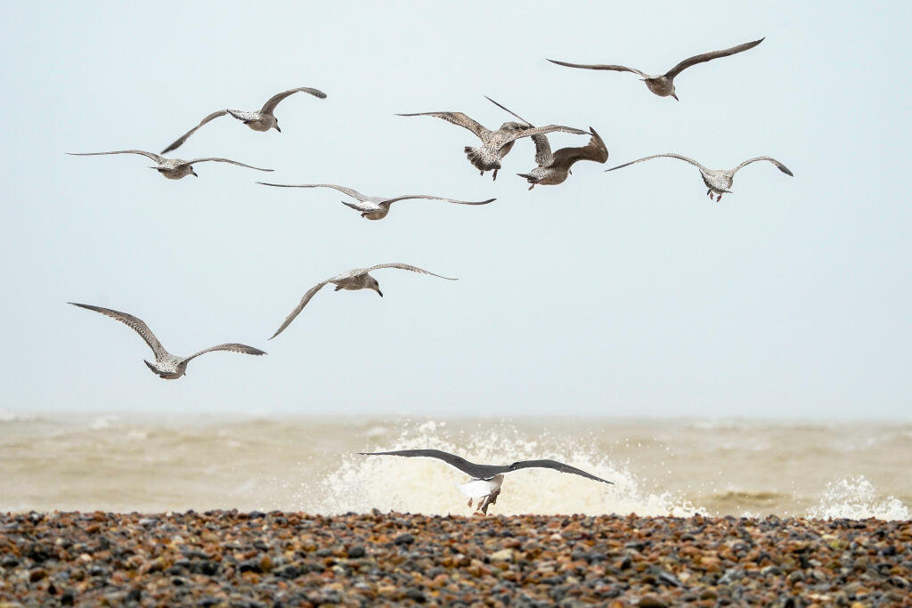 Seagulls Fight Over Dildo in La Jolla [PHOTOS] - Thumbnail Image