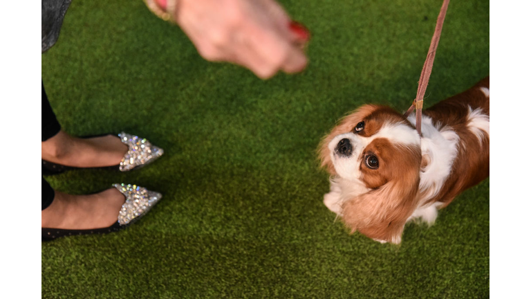 Westminster Kennel Club Hosts Annual Dog Show In New York