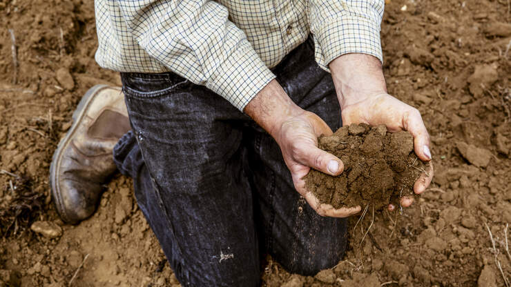 Video What Happens When You bury a fish head under a