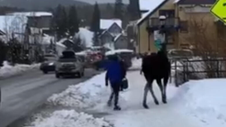 Colorado Woman Nearly Attacked After Petting Wild Moose - Thumbnail Image