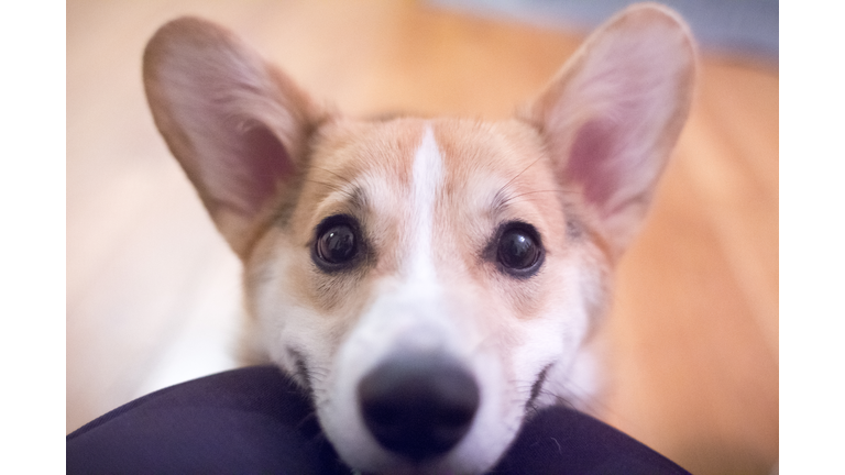 Corgi puppy smiling up close