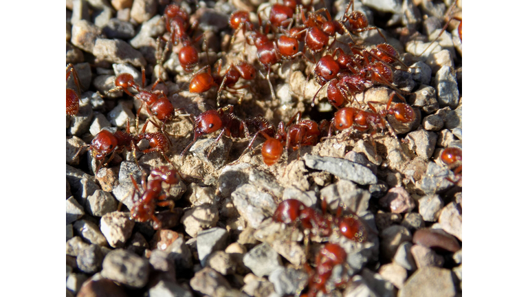 Army Of Ants On Field