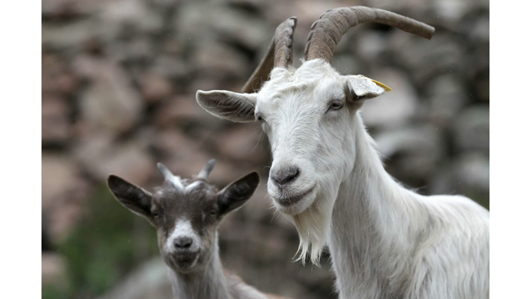 FRANCE-CORSICA-EU-AGRICULTURE-AID-FRAUD-BREEDING