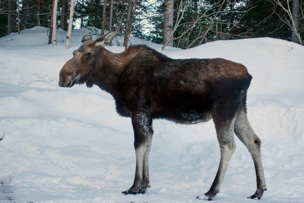 Woman Attacked After Petting Wild Moose [VIDEO] - Thumbnail Image