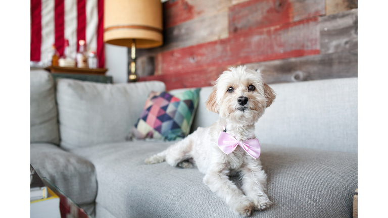 Portrait of cute dog lying on living room sofa