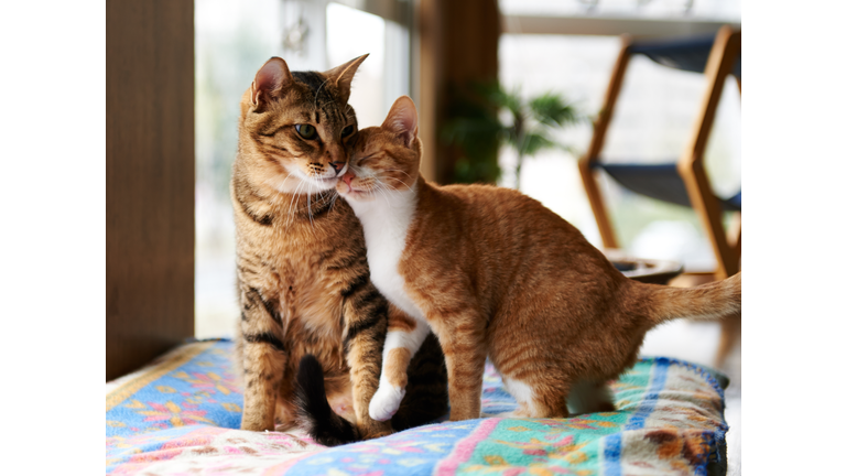 Ginger kitten cuddle with adult tabby cat.