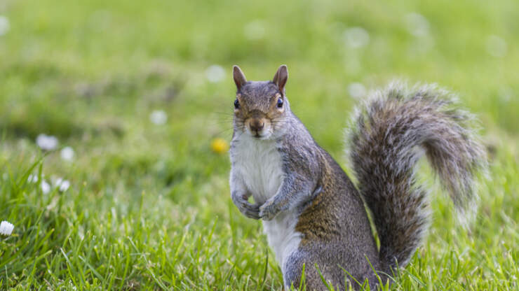 VIDEO: Vicious Squirrel Attack!!! | 700WLW | Eddie & Rocky