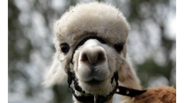 Visitors And Exhibitors Attend The Royal Bath And West Show