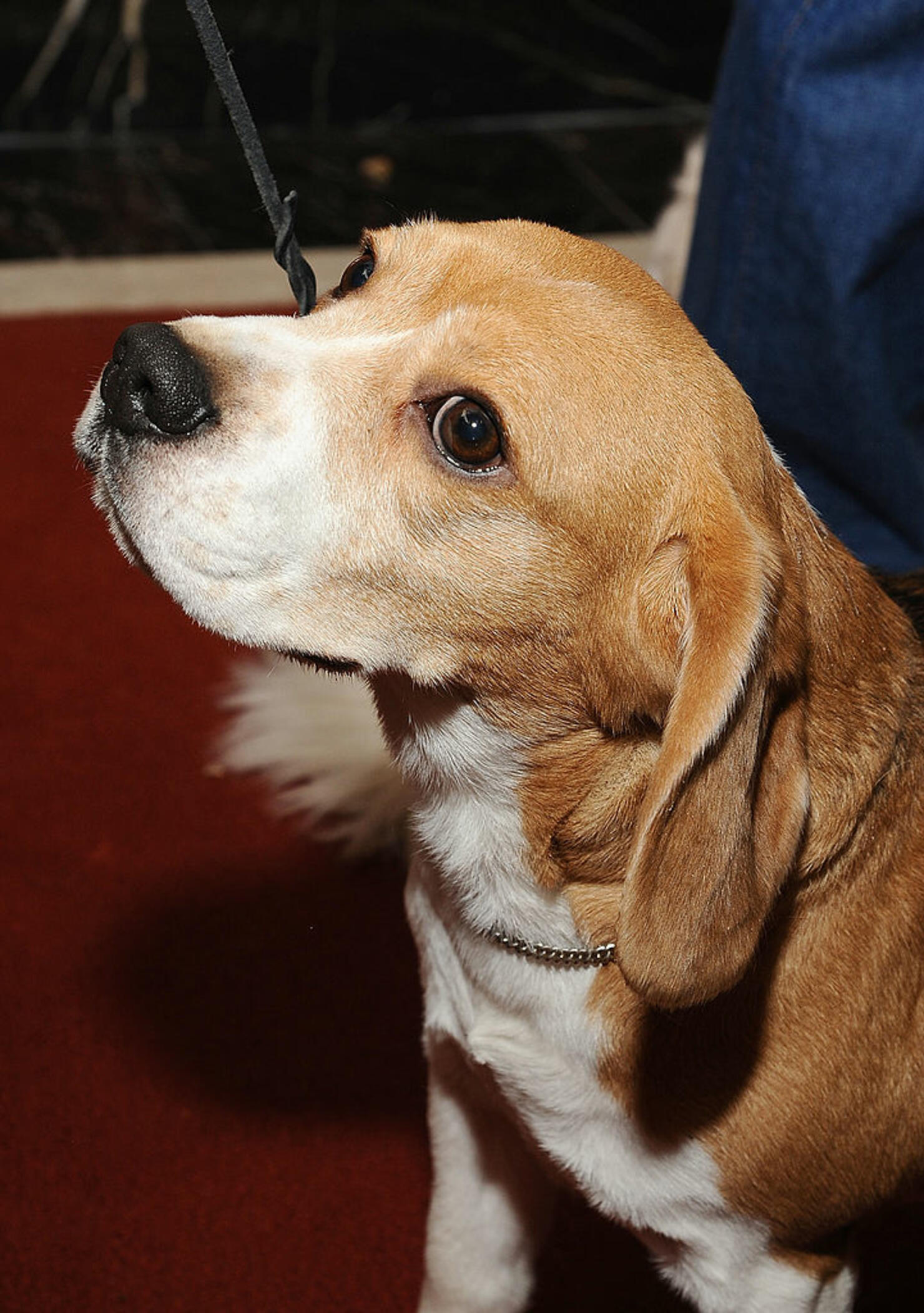 American Kennel Club's 2013 Most Popular Dogs