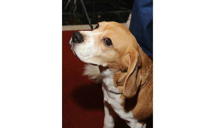 American Kennel Club's 2013 Most Popular Dogs