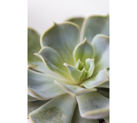 Close up of a green succulent Echeveria lilacina