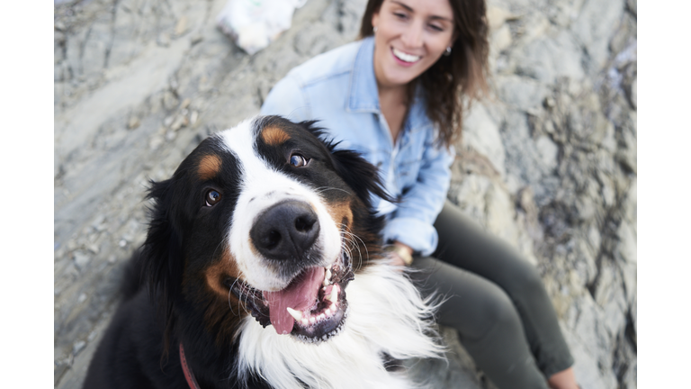 Happy bernese mountain dog looking at camera, his owner smiles next to him