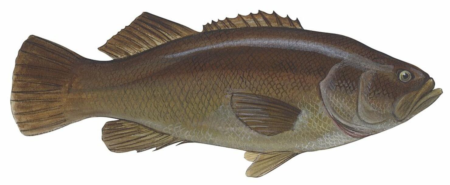 Giant Sea Bass