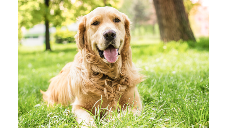 Golden Retriever