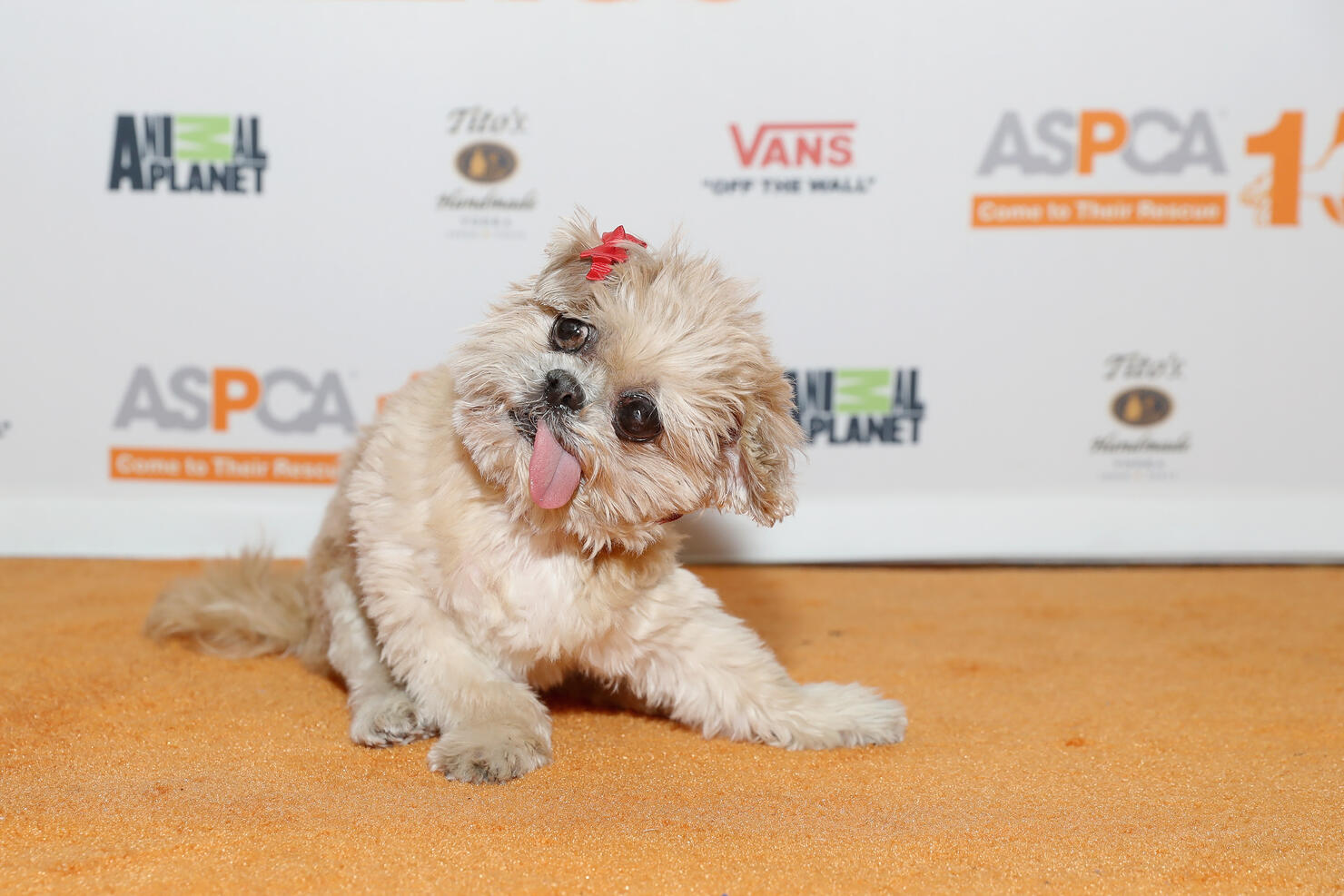 ASPCA & Animal Planet Host Exclusive Premiere Screening Of "Second Chance Dogs" In Honor Of ASPCA's 150th Anniversary