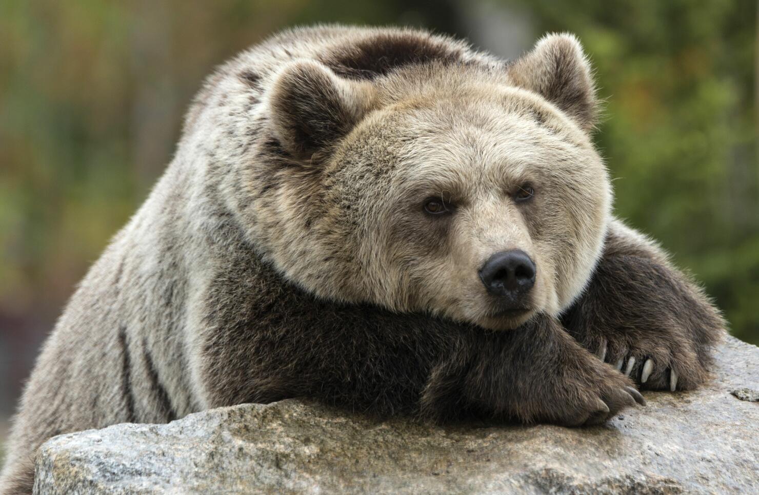 FRANCE-ZOO-ANIMALS-BEAR