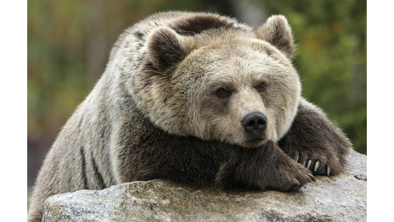 FRANCE-ZOO-ANIMALS-BEAR