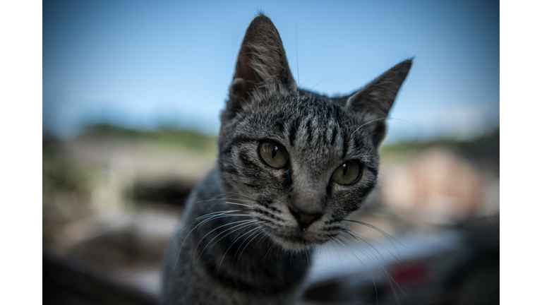 Japan's Island of Cats