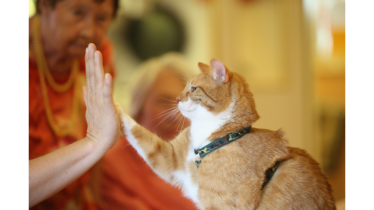 Study: Cats Could Be Key To Beating Loneliness