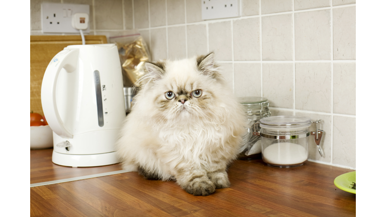 Persian cat