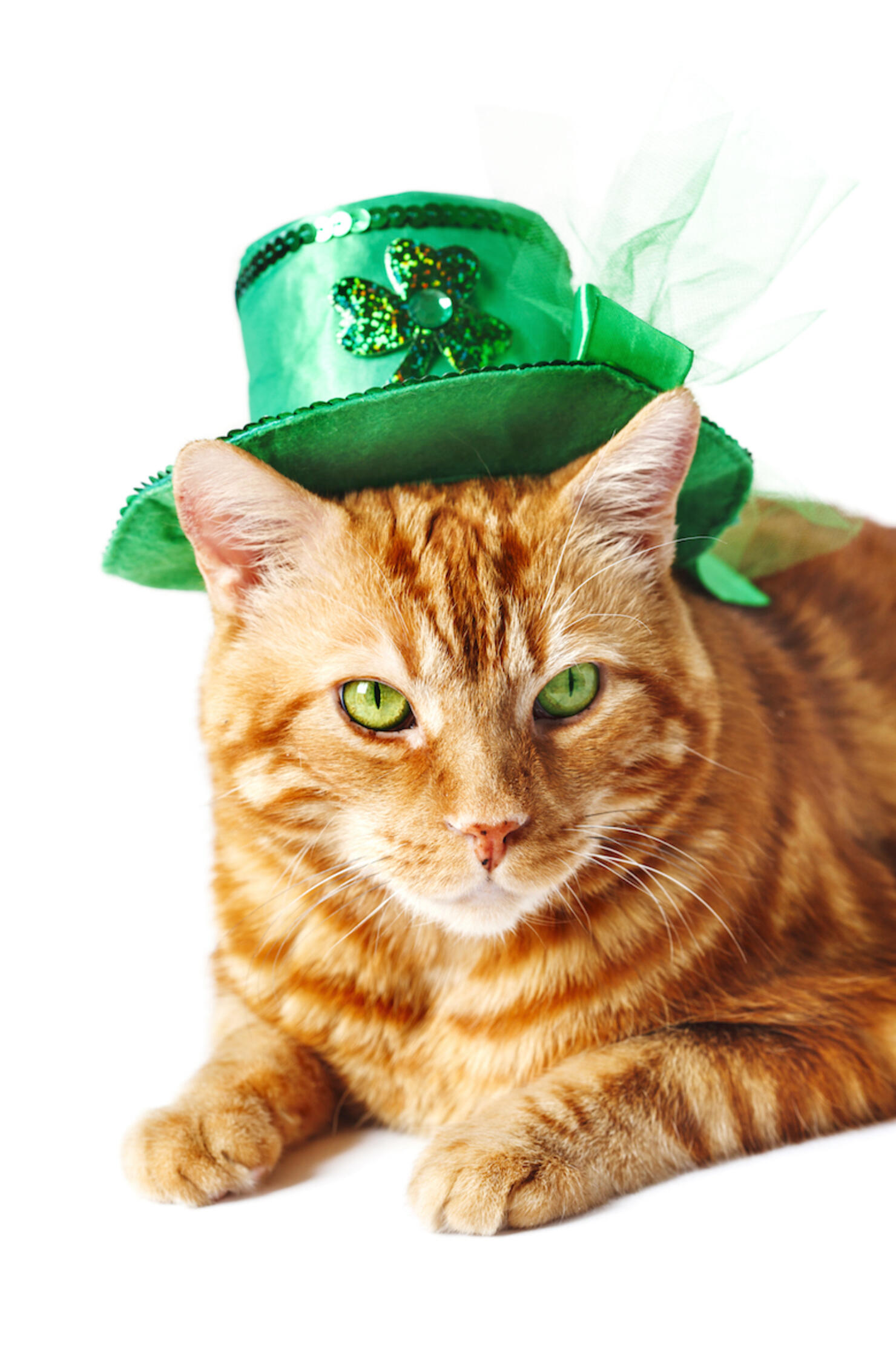 Adorable Pets Celebrating St. Patrick's Day | iHeart