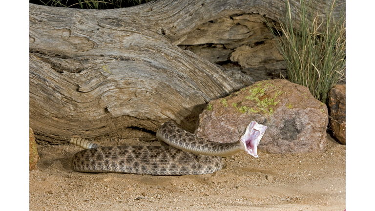 Western Diamondbacked Rattlesnake, Diamond Backed, Rattle Snake, Striking, fangs