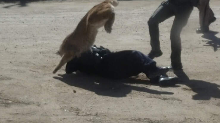 Terrifying Videos Captures The Moment A Mountain Lion Attacks Deputy