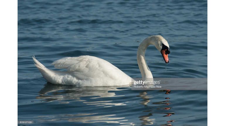 GIANT EXTINCT SWAN WAS BIGGER THAN AN ELEPHANT.  STRANGE BUT TRUTH!