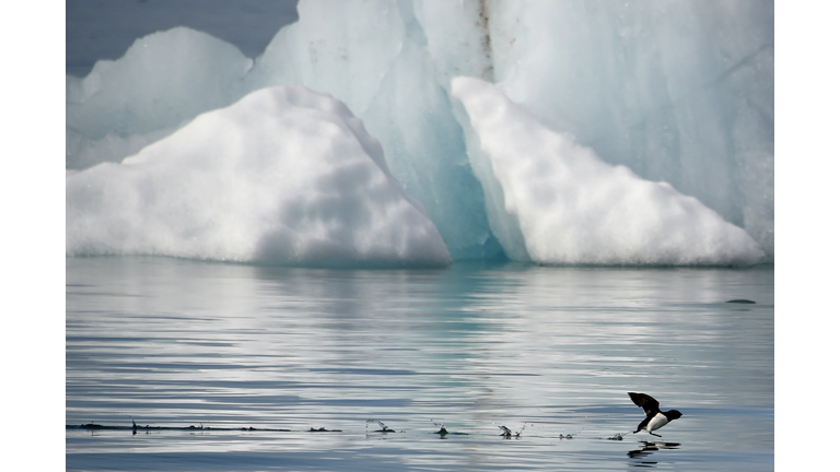 NORWAY-SVALBARD-GLACIER-ARCTIC-ANIMAL