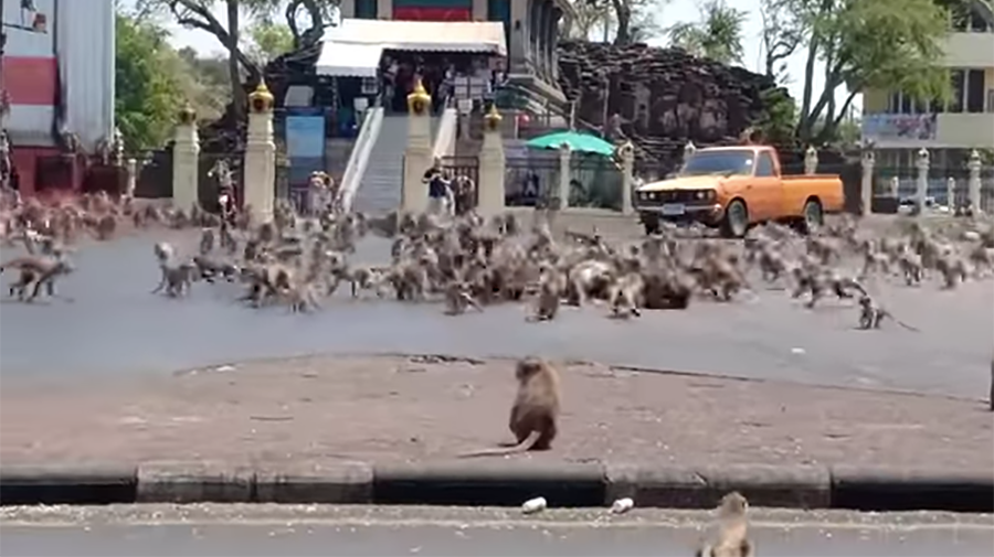 Thai Town Overrun By Monkeys Since There Are No Tourists To Feed Them - Thumbnail Image