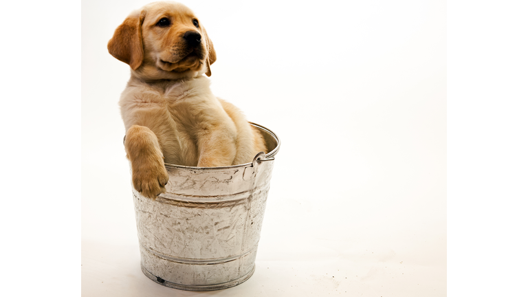 Puppy In A Pail