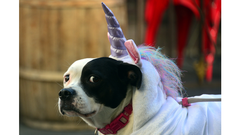 PetSmart Releases Top Costumes for Your Pet in 2020