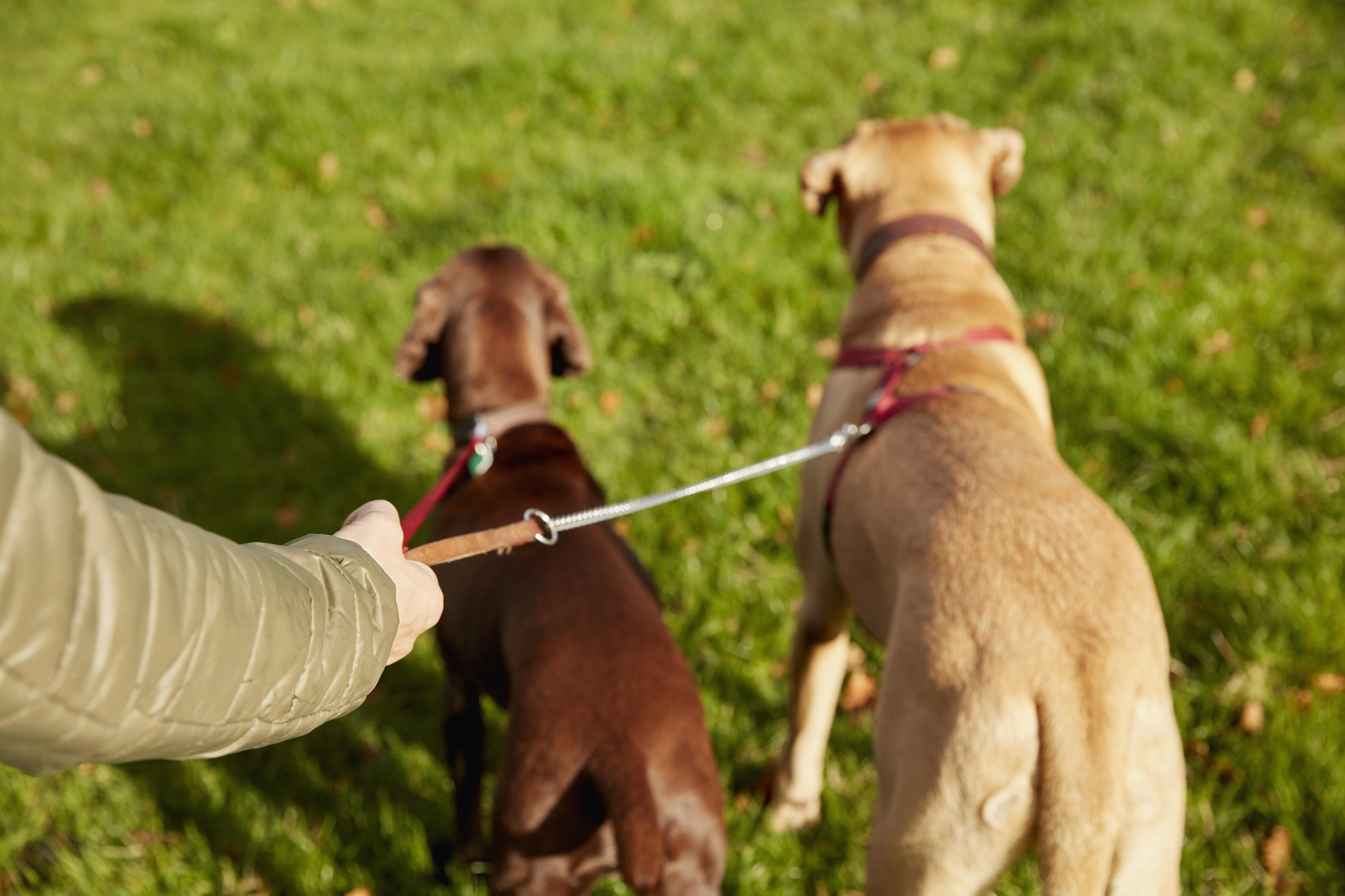 Dog walking 2. Стратегия «двух собак».