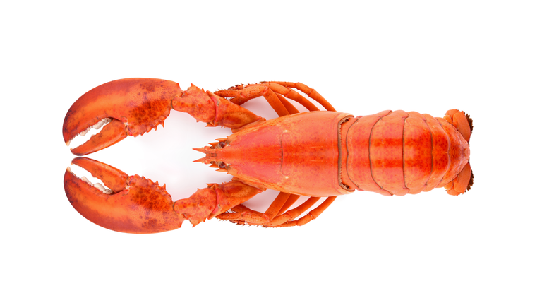 Close-Up Of Orange Lobster Against White Background