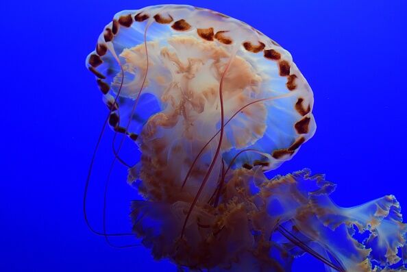 US-ENVIRONMENT-PURPLE-STRIPED-JELLY-FISH