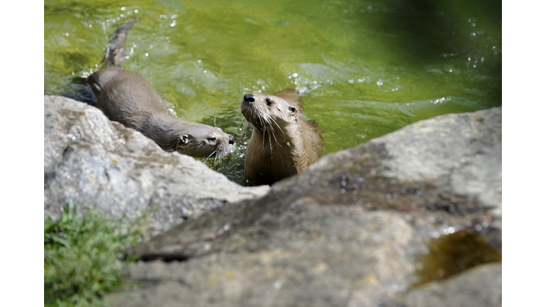 Canadian sea otters enjoy the water on J