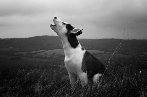 A Group Is Trying To Put Together A Human And Dog Choir