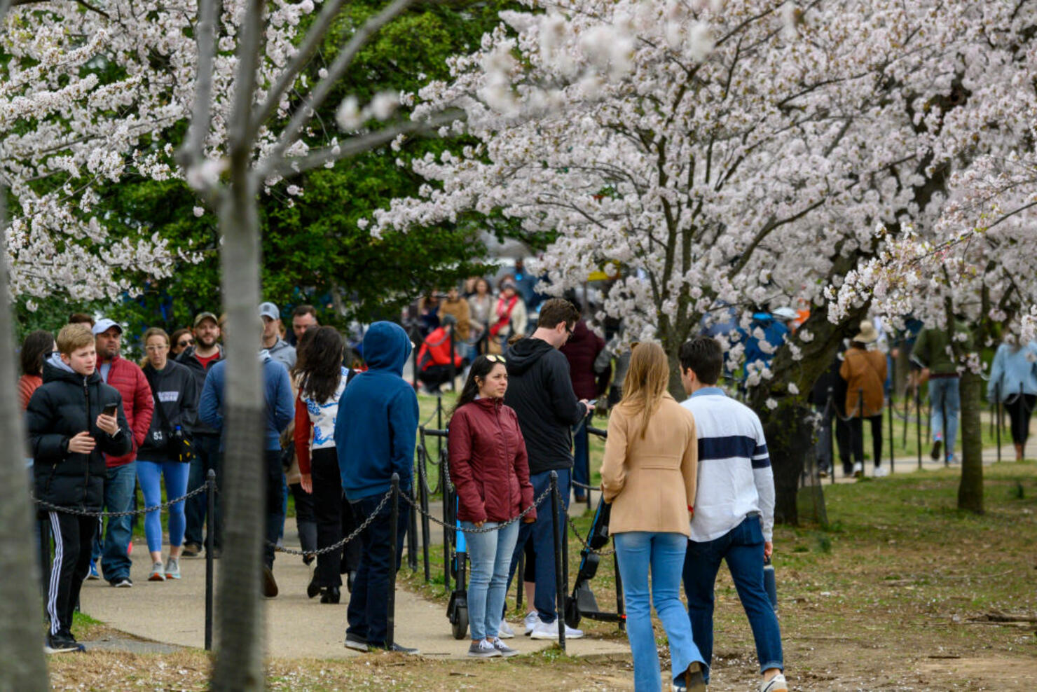 US-HEALTH-VIRUS-CHERRY BLOSSOM
