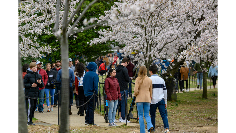 US-HEALTH-VIRUS-CHERRY BLOSSOM