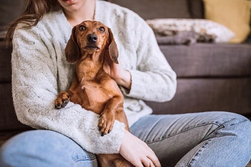 Pets and Working From Home Struggles