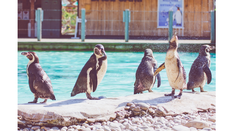 Penguins Splashing Water Standing By Pond At Zoo