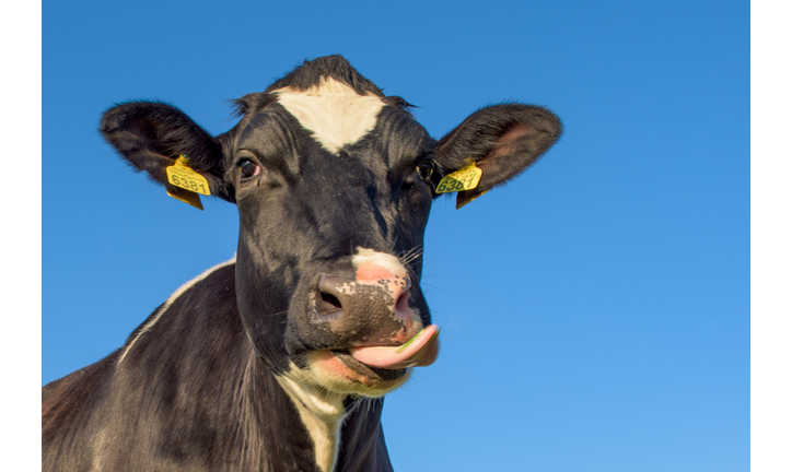 Portrait Of Cow Sticking Out Tongue Against Clear Blue Sky