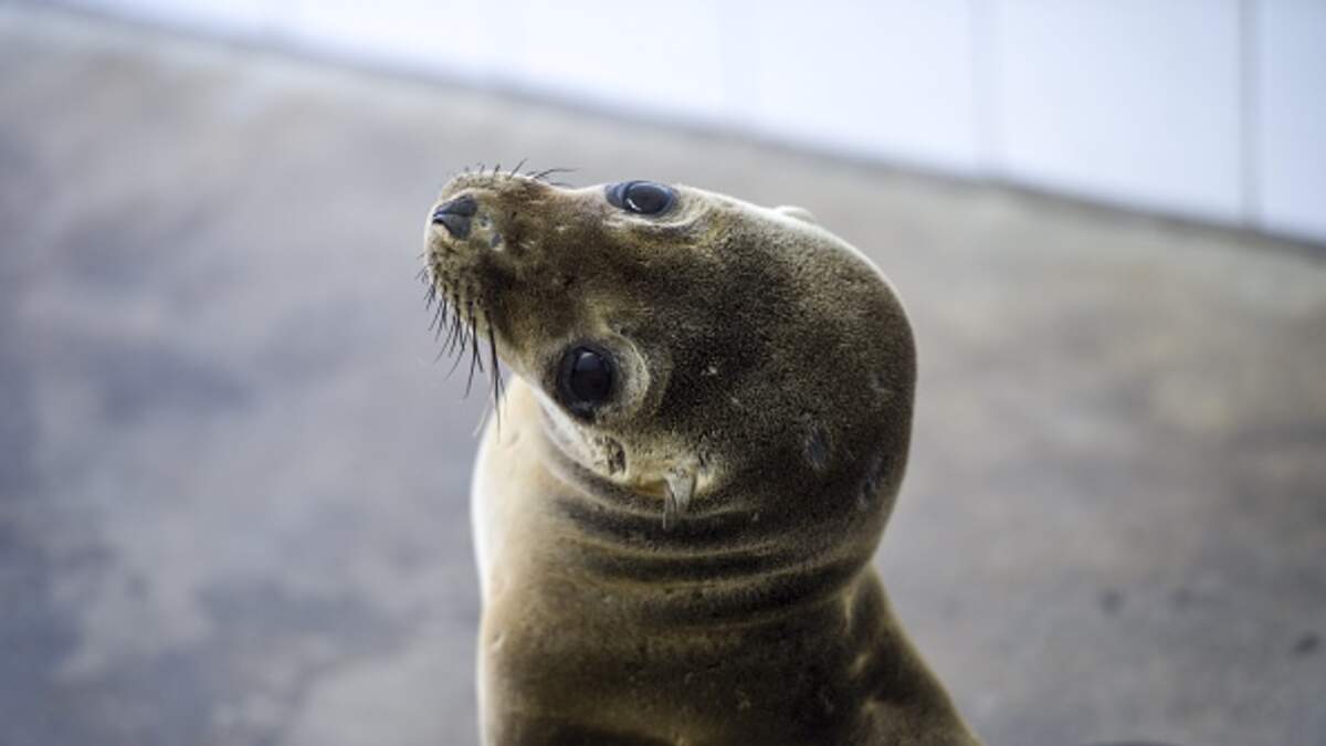 Viral Video Sea Lions Chase Away TooClose Beachgoers Z100 Portland