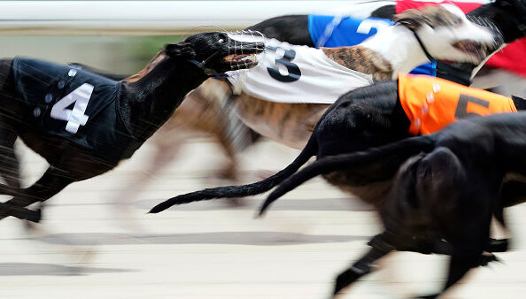 Greyhound Racing at Coral Brighton