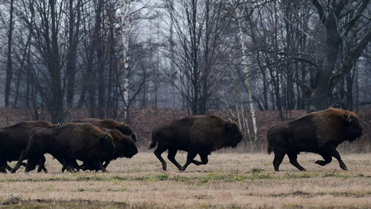 This Reporter Running From A Herd Of Bison Is All Of Us Social ...