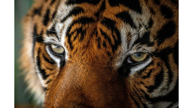 THAILAND-ANIMAL-TOURISM