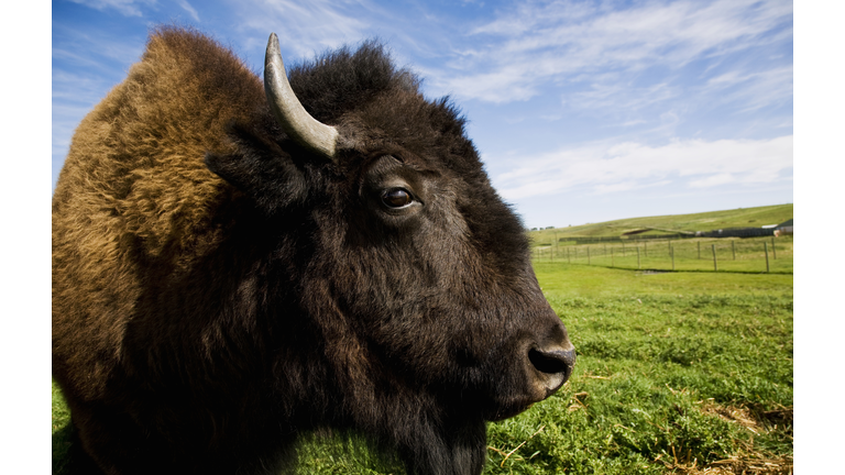 Female Bison on farm, close-up