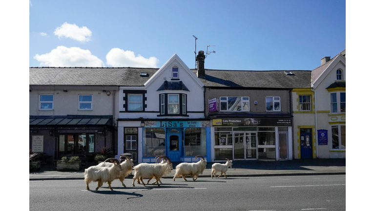 Goats Roam Welsh Town As Coronavirus Lockdown Empties Its Streets