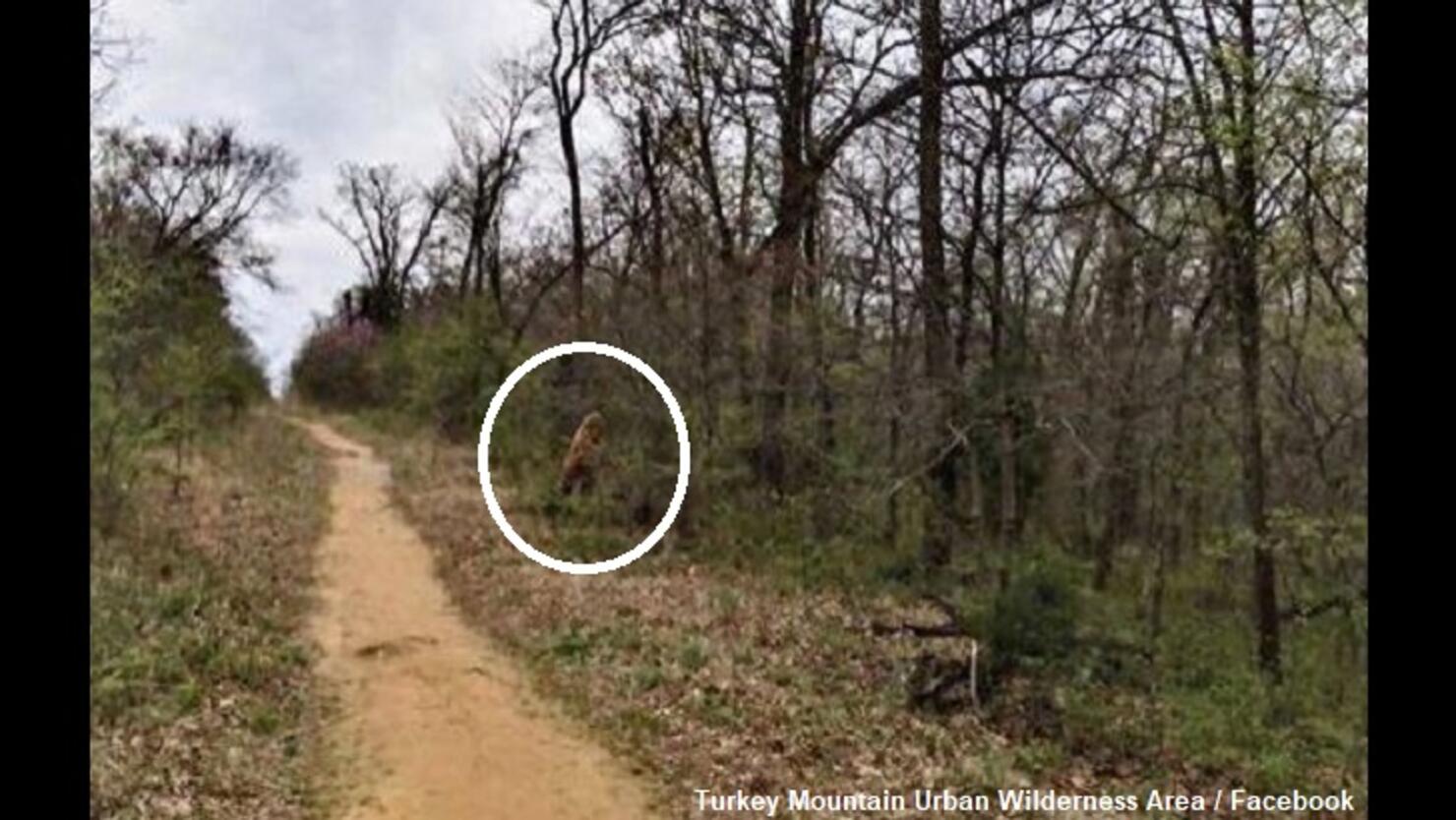 Multiple Bigfoot Sightings Reported at Oklahoma Urban Wilderness Area