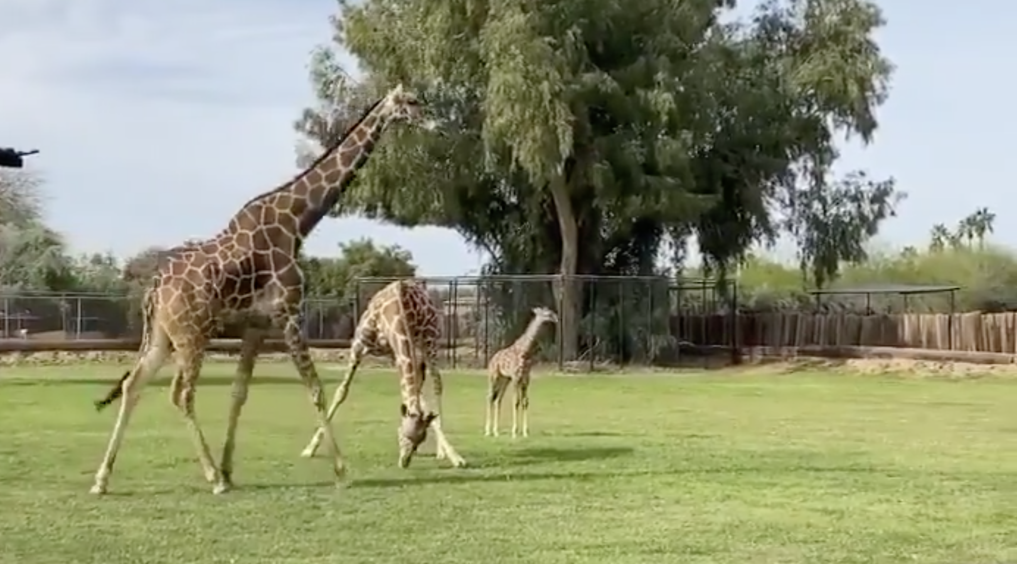 Wildlife World Zoo Welcomes Baby Giraffe & Announces It's Closing To